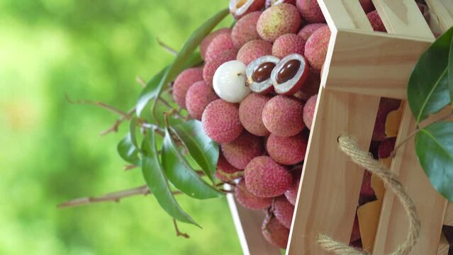 Red Lychee fruit in wooden basket over blur greenery background, Red Lychee or Litchi chinensis fruit over green natural Blur background.