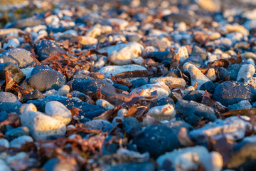 Pebbles on the beach with mixed seaweed in the morning. Icon background image