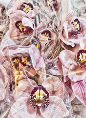 Orchids delivered in cellophane wrap.