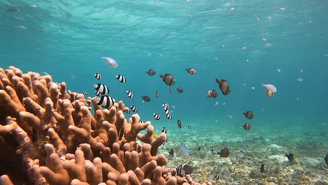 沖縄の海、サンゴと熱帯魚