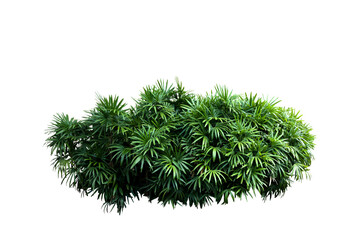 Isolated image of green bush on png file at transparent background.