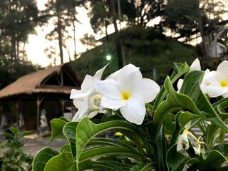 Plumeria of the valley 