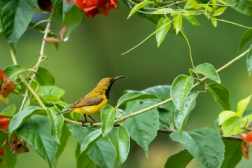 close-up of olive-backed sunbird perching on plant
