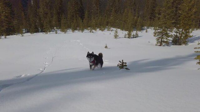 Dog running toward in snow, panorama, Black Shiba Inu, Gypsum Ridge Kananaskis, Alberta, Canada