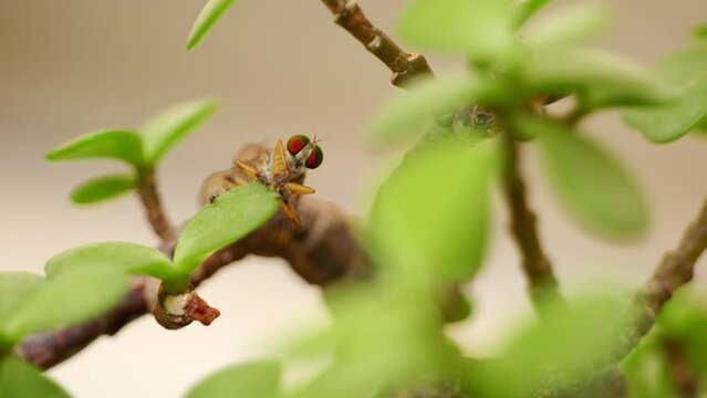 an insect sitting on the bonsai tree