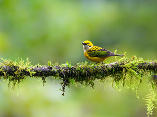 Silver-throated Tanager portrait on mossy stick against green background
