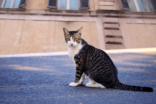 domestic cat sitting on asphalt street against building exterior