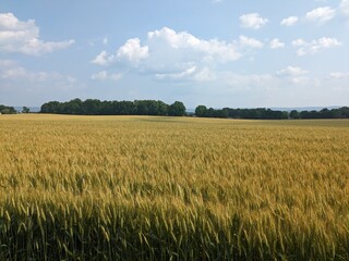 Obraz premium field of wheat