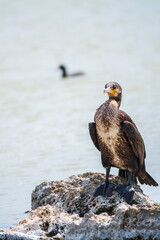 Great cormorant, Phalacrocorax carbo, standing on a stone on the sea shore.