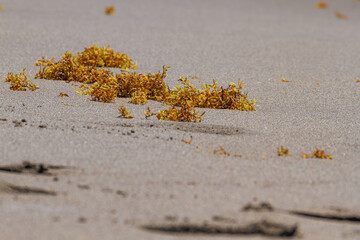Sargassum on the Beach