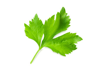 Closeup Fresh celery vegetable with  sliced  isolated on white background, food for health