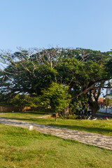 Banyan tree in Galle, Sri Lanka