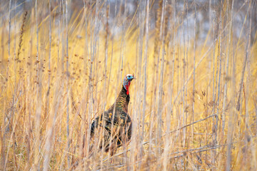 turkey in the wild