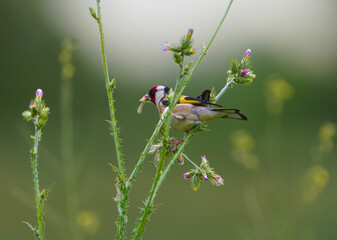 bird on a branch