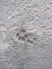 Cat's paw on the concrete wall texture