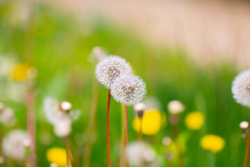 dandelion in the grass in summer
