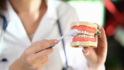 Dentist brushes teeth of artificial model of human jaws