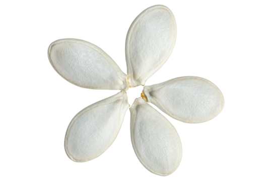 Pumpkin seeds isolated on transparent background.
