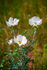 white flowers in the mountains