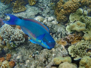 Fototapeta na wymiar Parrot Fish
