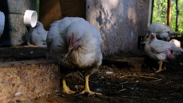 Slow motion of standing young broiler in enclosure being cage free raised for meat.