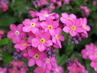Fototapeta na wymiar Pretty closeup Forget-Me-Not pink flowers in the garden