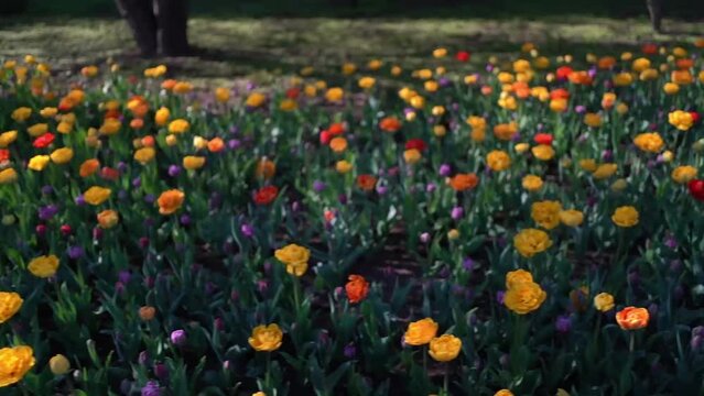 field of tulips