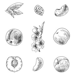 Set of drawn peaches with stone, branch, flowers and leaves on white background