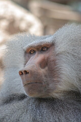 close up of a baboon