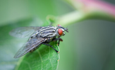 fly on leafe