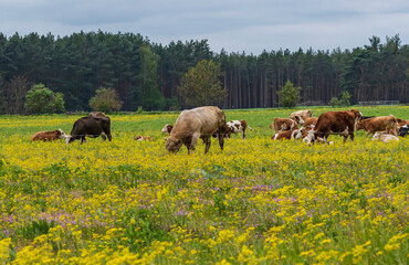 Eine Kuhherde mit Bullen auf einer gelb blühenden Wiese