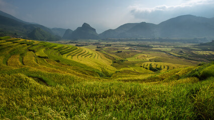 Fototapeta na wymiar terraced rice field in sunshine yen bai vietnam go between th