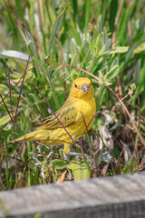
canary in the field