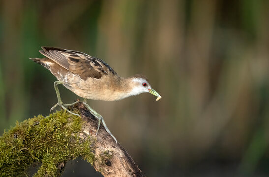 Little crake bird ( Porzana parva ) -  female