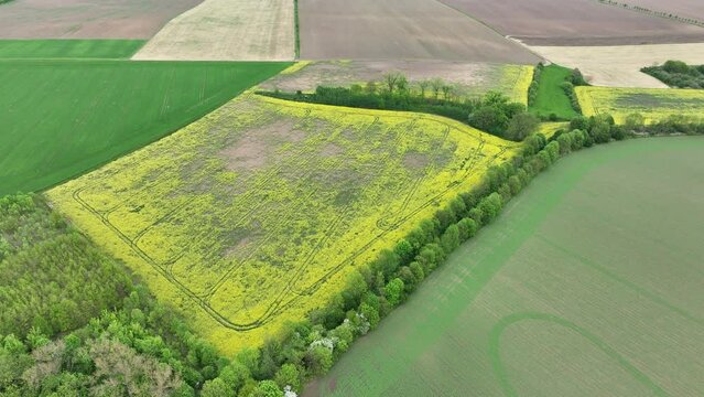 Field vole common Microtus arvalis oilseed disaster extremely attacked rape Brassica napus drone aerial plant infested short-tailed pest rodent grey-brown overpopulation yield damage Europe