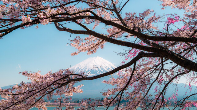 Mount Fuji with cherry blossom at Lake kawaguchiko in japan