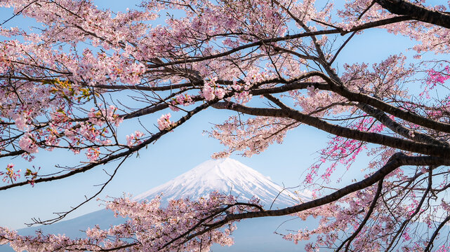 Mount Fuji with cherry blossom at Lake kawaguchiko in japan
