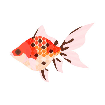 金魚（キャリコ琉金）。フラットなベクターイラスト。
Calico ryukin goldfish (fantail goldfish). Flat designed vector illustration.