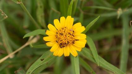 Autumn flowers in the impenetrable with pollinating for ants. 