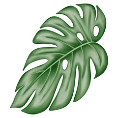 Monstera leaf watercolor.	