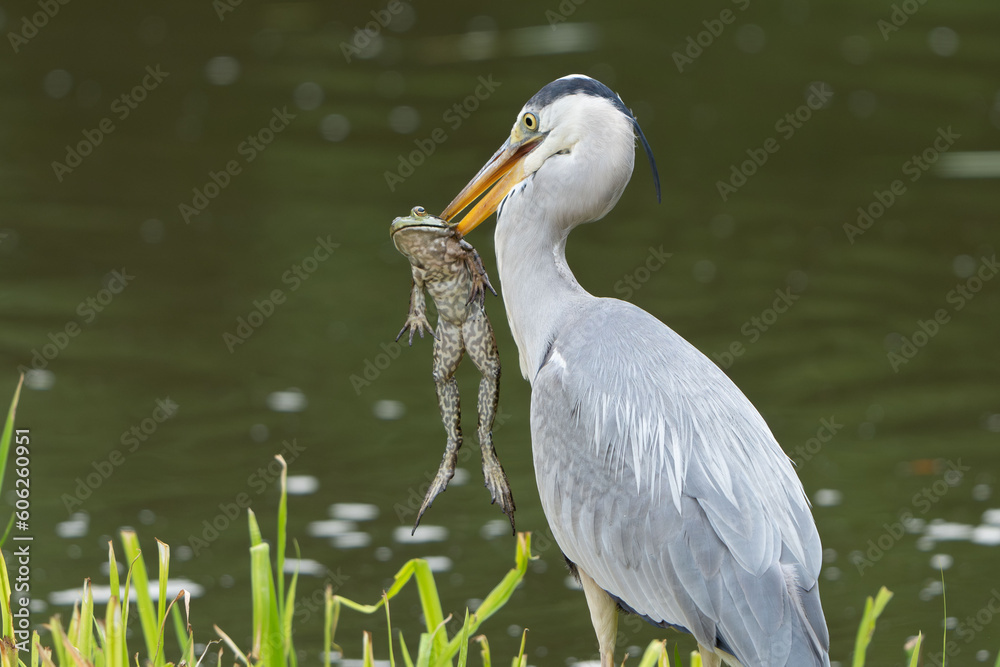 Wall mural grey heron is eating a frog