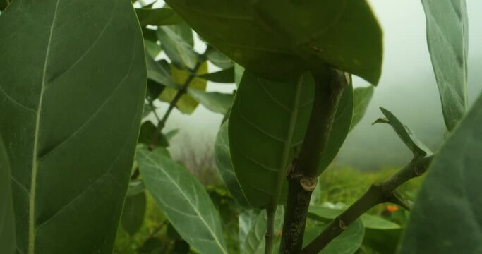 ascending shot of calotropis procera with large leaves and growing seeds revealing the teletubbie hills on nusa penida in bali indonesia during morning fog