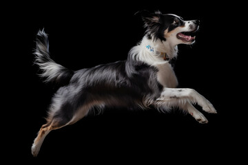 Border Collie dog jumping isolated black background studio shot - obrazy, fototapety, plakaty