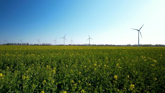 Bright yellow rapeseed field, spinning wind turbines background. Aerial pullback