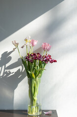 Fading or faded flowers, tulips in the vase on a white minimalistic background