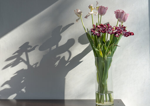 Fading or faded flowers, tulips in the vase on a white minimalistic background