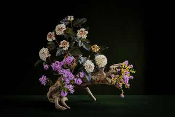 Phytodesign. Spirea flowers Physocarpus opulifolius Diablo Dor
 on the trunk of a tree. Thyme...