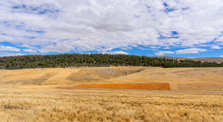 Fototapeta premium yellow, green and blue are the colors that predominate in autumn in the heights of junin, a province of peru