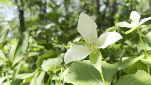 4K HDR_Movie: Spring ephemerals (Trillium camschatcense; オオバナノエンレイソウ) swaying in the spring breeze in the wildflower garden