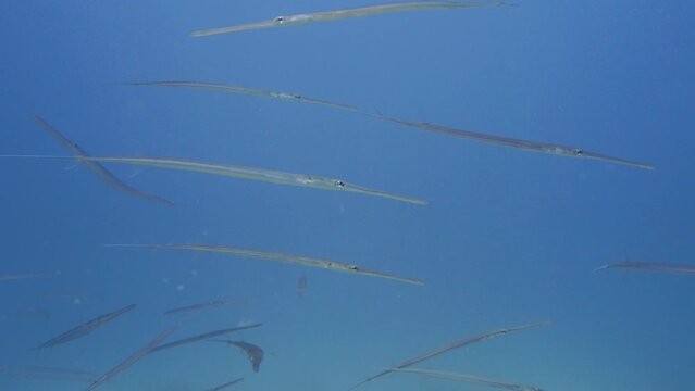 Large group of cornetfishes  swimming around eachother in 4k
